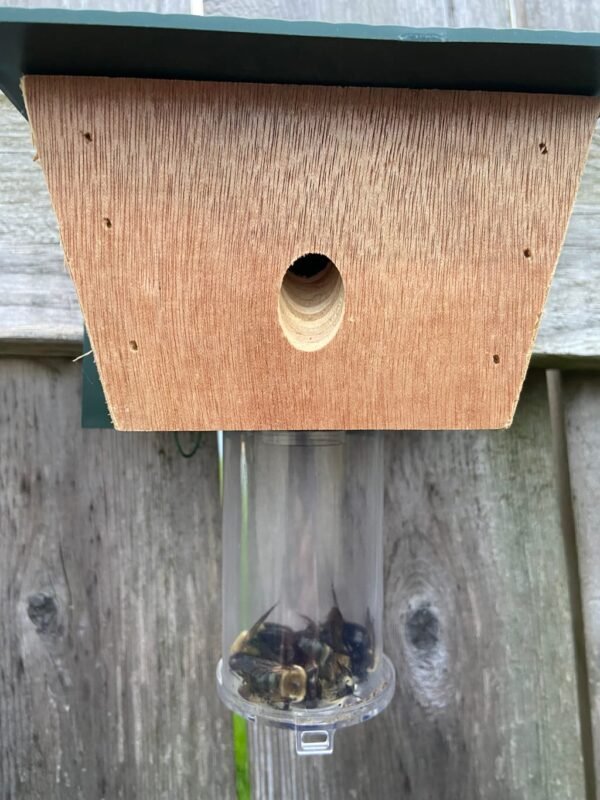 Best Carpenter Bee Traps - Image 3